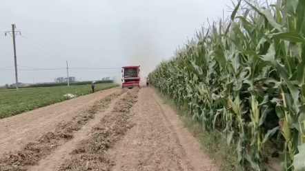 近期，河南各地遭遇連續陰雨天氣，要先收獲成熟度較高的作物，要